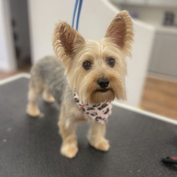 My Loyal Pups Grooming Studio - Sweet Gia had a luxurious spa day! - Pet Groomers Near Me - Wayne, New Jersey My Loyal Pups Grooming Studio - Sweet Gia had a luxurious spa day! - Pet Groomers Near Me - Wayne, New Jersey