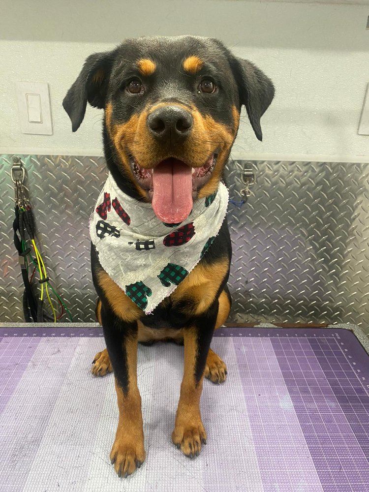 FORT LAUDERDALE TOP MOBILE PET GROOMING Request an Appointment Pet Groomers Fort