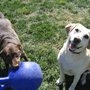 Photo of Grand Paws Country Kennel