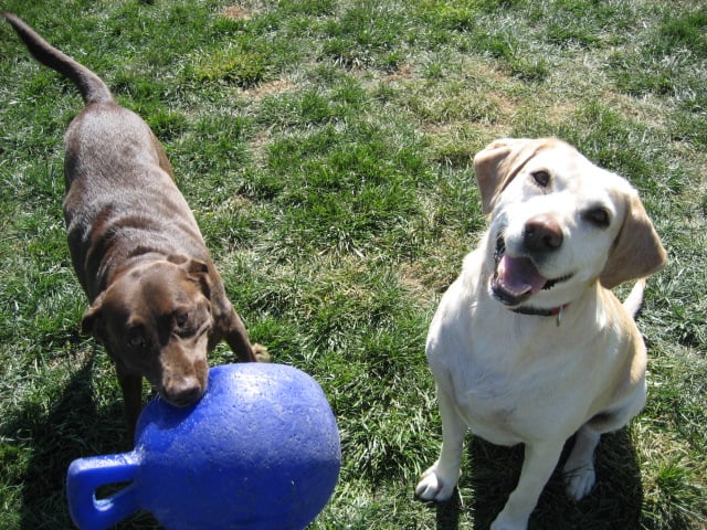 Grand Paws Country Kennel - pet boarding facility in Ashland, NE