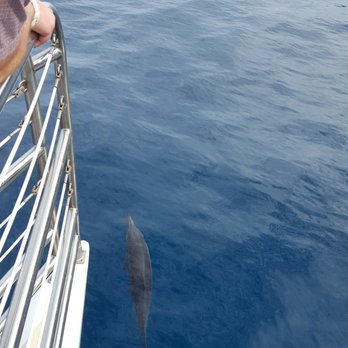 Kauai Sea Tours - Spinner dolphin RIGHT below us! - Boating Near Me - Eleele, Hawaii