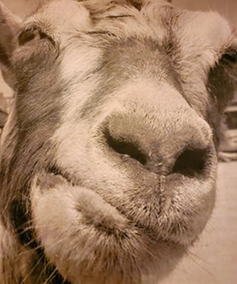 The Yelling Goat by null