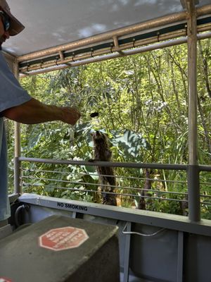 Cajun Encounters Tours by null