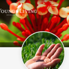 Driftwood Body Healing gift card