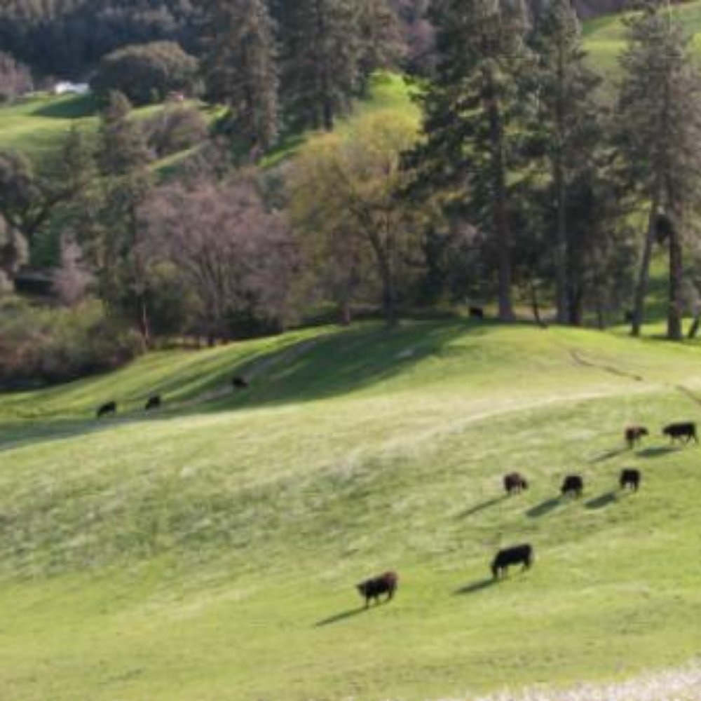 Perano Veterinary Practice - Perano Ranch showing off their grassy hills and heads of beef. - Veterinarians Near Me Perano Veterinary Practice - Perano Ranch showing off their grassy hills and heads of beef. - Veterinarians Near Me