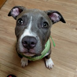 Lexington Animal Clinic - Our pup really enjoyed the visit.