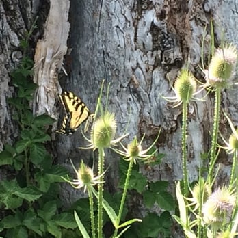 Anderson Marsh State Historic Park - Butterfly habitat. - Parks Near Me - Lower Lake, California Anderson Marsh State Historic Park - Butterfly habitat. - Parks Near Me - Lower Lake, California