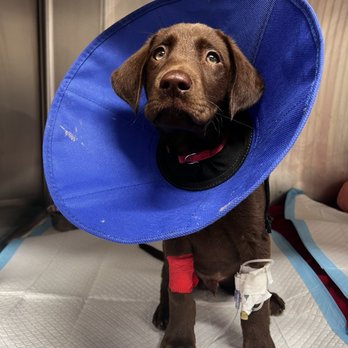 Veterinary Emergency Group - Emergency Pet Hospital Near Me - Phoenix, Arizona