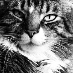 Animal Medical Clinic - Going to the Vet tomorrow