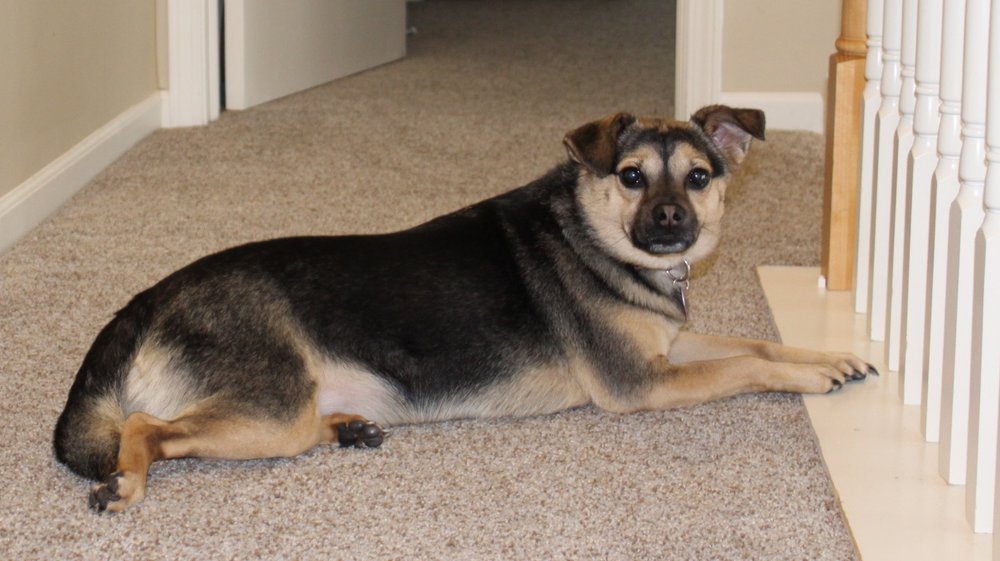 TINY BUBBLES PET GROOMING Updated September 2024 3679 Sashabaw Rd