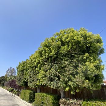 Fnl Landscaping - Before . . . - Landscaping Near Me - Costa Mesa, California Fnl Landscaping - Before . . . - Landscaping Near Me - Costa Mesa, California
