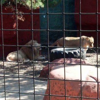 Capron Park Zoo - I really loved how close the lions were - Zoos Near Me - Attleboro, Massachusetts Capron Park Zoo - I really loved how close the lions were - Zoos Near Me - Attleboro, Massachusetts