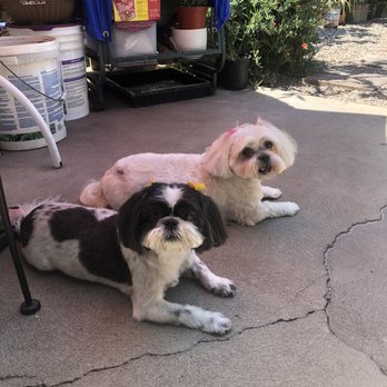 Wow Doggy Pet Salon - Pet Groomers Near Me - Gardena, California