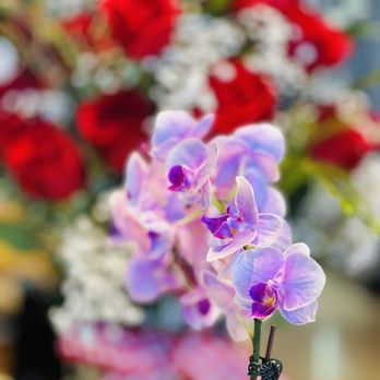 Carbon Coffee - A beautiful orchid on display. - Coffee & Tea Near Me - Aurora, Colorado Carbon Coffee - A beautiful orchid on display. - Coffee & Tea Near Me - Aurora, Colorado
