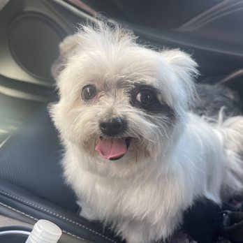 VIP Dog Grooming & Boarding - after - Pet Groomers Near Me - Stanton, California VIP Dog Grooming & Boarding - after - Pet Groomers Near Me - Stanton, California
