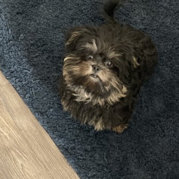 Happy Dog Grooming - Before his amazing hair cut - Pet Groomers Near Me - Farmers Branch, Texas