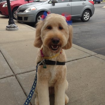 A Paw-Fect Cut - Our pup Pepper after a very wonderful haircut! No trauma, just smiles and tail wags! - Pet Groomers Near Me - Frankfort, Illinois