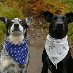 Benson Animal Hospital