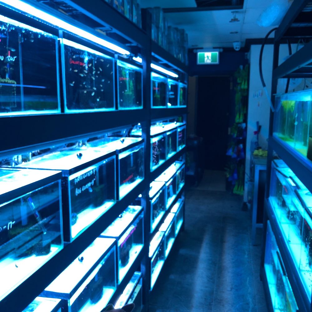 Fin Gallery - Local Fish Stores Near Me - Calgary, Alberta