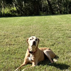 24/7 Animal Hospital of Orlando - Floyd, soaking up the Florida sun.