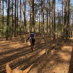 Queen Hive Farm - Trail starts in the woods