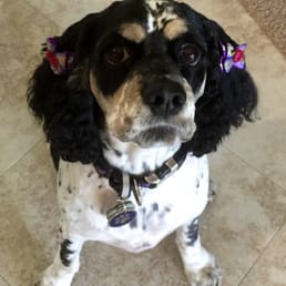 Zoe from Sacramento, CA had a wonderful time at Pampered Paws Grooming! Zoe from Sacramento, CA had a wonderful time at Pampered Paws Grooming!