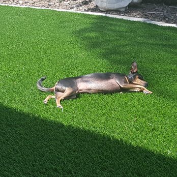 Water Wise Grass Artificial Turf - "That was a tough job.......I need to rest now" - Artificial Turf Near Me - San Diego, California Water Wise Grass Artificial Turf - "That was a tough job.......I need to rest now" - Artificial Turf Near Me - San Diego, California