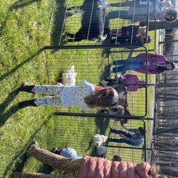 P's Mobile Petting Zoo - April 2025