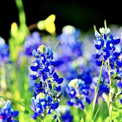 05 Apr 2021 - Love the colors at White Hall park during Bluebonnet season.