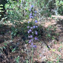 San Felasco Hammock Preserve State Park - Gorgeous wild/native flowers along the trail
