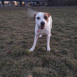 Bay View Dog Park