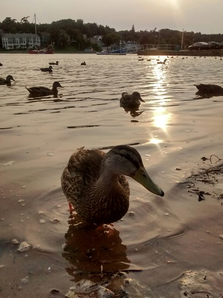 Horseshoe Island Park