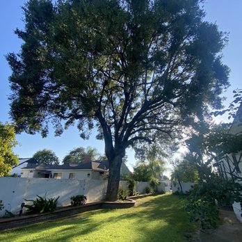 M & J Tree Service - 100+ year old oak tree, beautifully laced - Tree Services Near Me