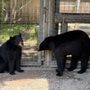 Photo of Audubon Zoo