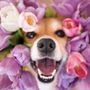 Photo of Pinkies Pet Salon