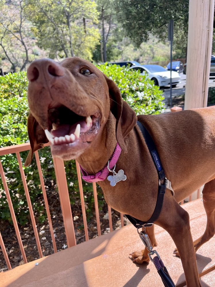 NATURAL SOLUTIONS RATTLESNAKE AVERSION TRAINING FOR DOGS Updated