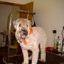 Photo of Angels With Paws 2