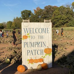pumpkin patch pumpkin patch