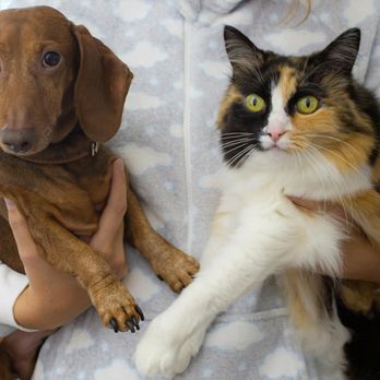Pet Urgent Care - Veterinarians Near Me - Troy, Michigan