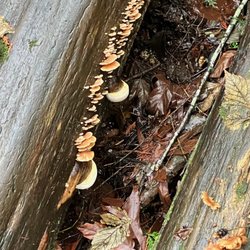 Burnaby Mountain Trail