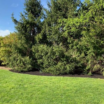 Tidy Up Landscaping - a green lawn with trees in the background - Lawn Services Near Me - Barto, Pennsylvania Tidy Up Landscaping - a green lawn with trees in the background - Lawn Services Near Me - Barto, Pennsylvania