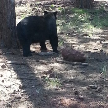 Bearizona - Zoos Near Me - Williams, Arizona Bearizona - Zoos Near Me - Williams, Arizona