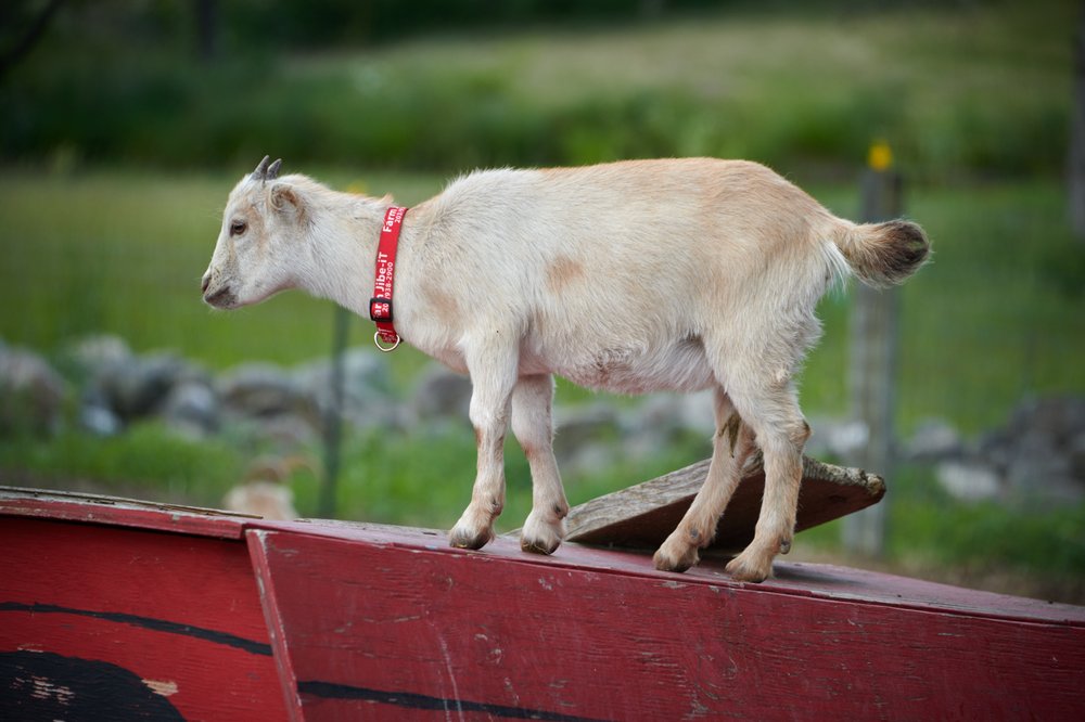 FARM JIBEIT Updated September 2024 12 Photos 119 Sunset Hill Rd