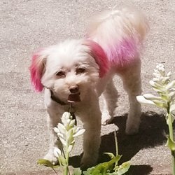 Doggie D'Tail Groom & Boarding - First visit with Doggie D' Tail, not our last! Autumn did a fantastic job.