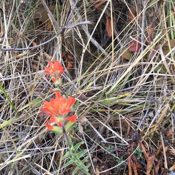Andrew Molera State Park - Wild flowers still blooming. Love the dry weather - Parks Near Me - Big Sur, California
