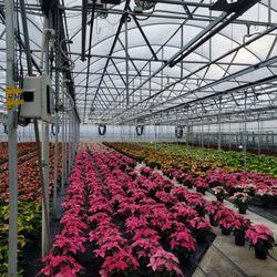 The Plant Farm