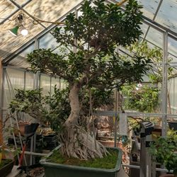 Sanderson Creek Bonsai