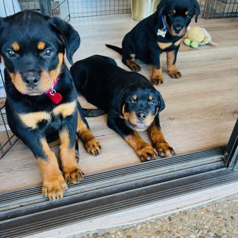Helix Pet Hospital - Ready for fun - Veterinarians Near Me - La Mesa, California Helix Pet Hospital - Ready for fun - Veterinarians Near Me - La Mesa, California