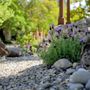 Photo of Solea Landscape Design
