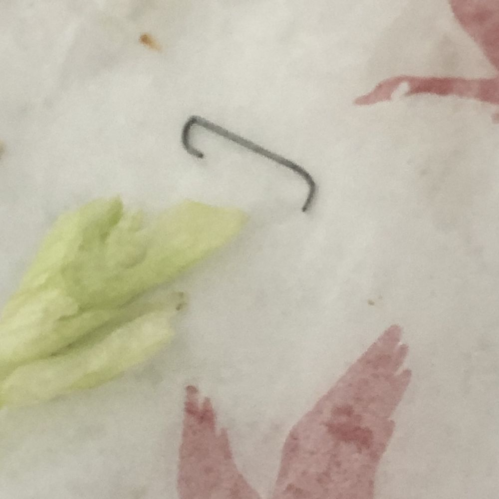 Wawa - a open hook staple in my sandwich - Gas Stations Near Me - Palm Shores, Florida Wawa - a open hook staple in my sandwich - Gas Stations Near Me - Palm Shores, Florida